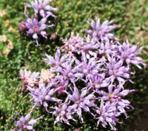 墊風毛菊 墊風毛菊