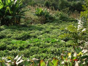 小米地一社村 小米地一社村