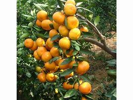 石門柑橘 石門柑橘