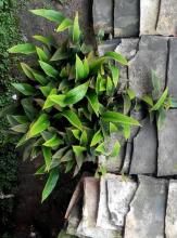 虹霓劍草 虹霓劍草