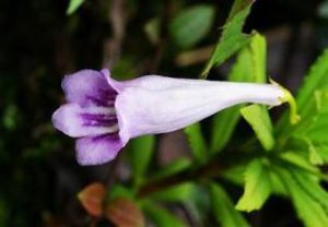 輻花苣苔 輻花苣苔