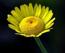 托毛匹菊 托毛匹菊