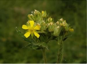 腺毛米飯花 腺毛米飯花