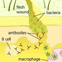 體液免疫 體液免疫