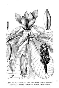 厚朴（原亞種）