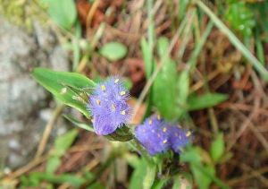 紫露草屬