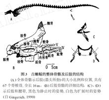 古蜥鯨的整體骨骼及後肢的結構