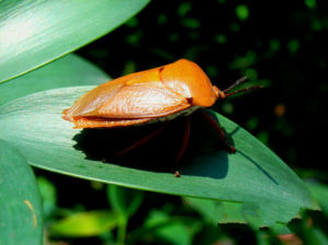伸展同蝽 伸展同蝽