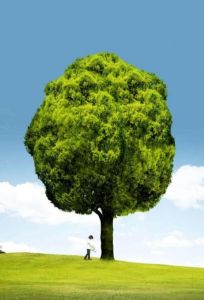 保護大樹 保護大樹