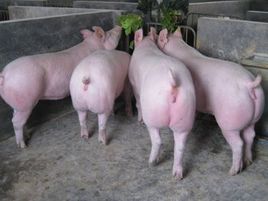 三元仔豬 三元仔豬