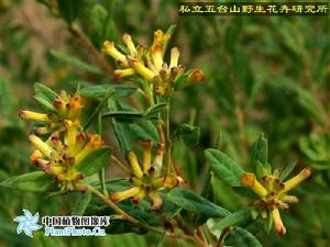 匙葉蕘花 匙葉蕘花