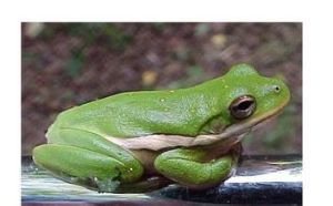 哥倫比亞樹蛙 哥倫比亞樹蛙