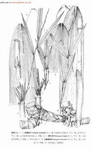 凋葉箭竹 凋葉箭竹