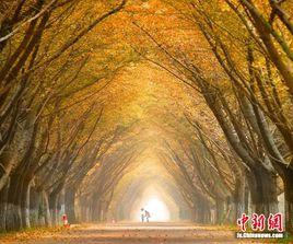 邳州銀杏時光隧道 邳州銀杏時光隧道