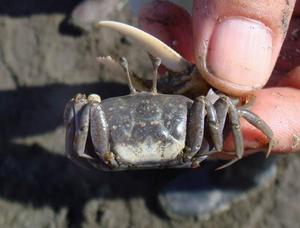 扎卡招潮蟹 扎卡招潮蟹