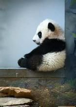 寂寞熊貓