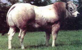 皮埃蒙特牛 皮埃蒙特牛