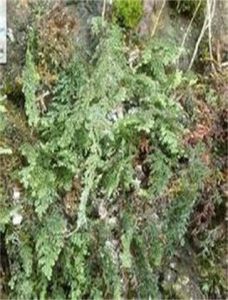 四川蕗蕨 四川蕗蕨