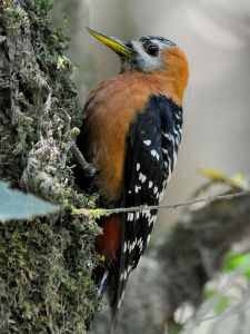 棕腹啄木鳥指名亞種 棕腹啄木鳥指名亞種