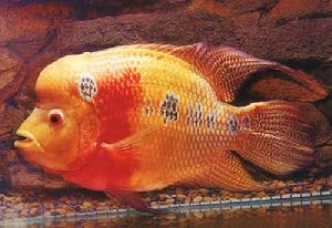 花羅漢 -熱帶淡水魚系列