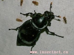 黑負葬甲 黑負葬甲