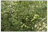 拱洞自然村水果種植園