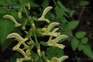 黃花鼠尾 黃花鼠尾