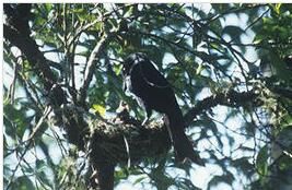 葛摩卷尾 葛摩卷尾