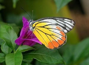 優越斑粉蝶 優越斑粉蝶