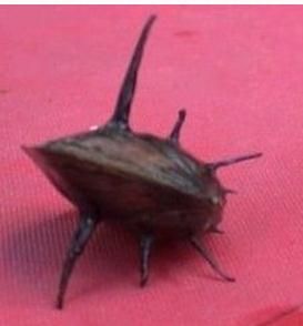 阿爾塔馬哈帶刺貽貝 阿爾塔馬哈帶刺貽貝