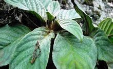 虎耳還魂草 虎耳還魂草