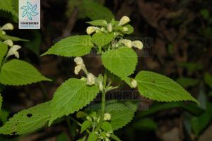 石山冠唇花 石山冠唇花
