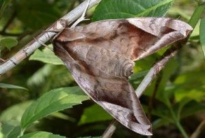 葡萄缺角天蛾 葡萄缺角天蛾