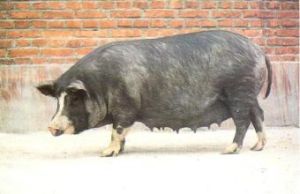 新金豬寧安系 新金豬寧安系