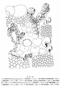 細莖耳葉苔 細莖耳葉苔