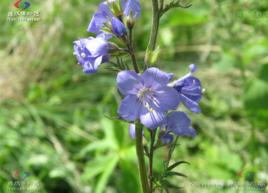 新疆花荵 新疆花荵