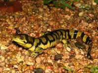 橫帶虎斑鈍口螈 橫帶虎斑鈍口螈