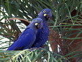 靛藍金剛鸚鵡 靛藍金剛鸚鵡