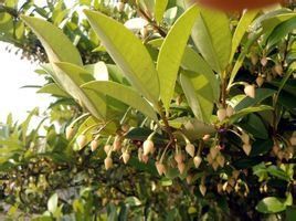 尾葉台灣楊桐 尾葉台灣楊桐