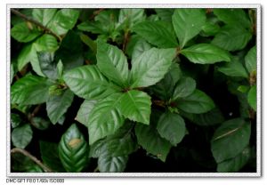 火灰山礬 火灰山礬