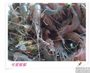 腐乳醉蝦 腐乳醉蝦