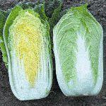 亞洲春白菜 亞洲春白菜