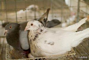 泰克森鴿 泰克森鴿