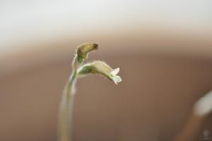 全唇叉柱蘭 全唇叉柱蘭