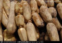 藕[睡蓮科植物的根莖]