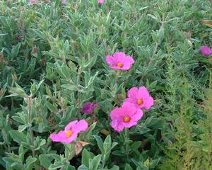 微白岩薔薇向上生長的葉子