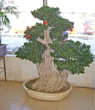 榕樹盆景圖片欣賞