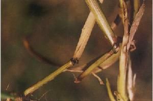 小麥糜瘋病 小麥糜瘋病