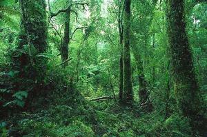 地球之肺 地球之肺