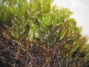 具邊牆蘚 具邊牆蘚